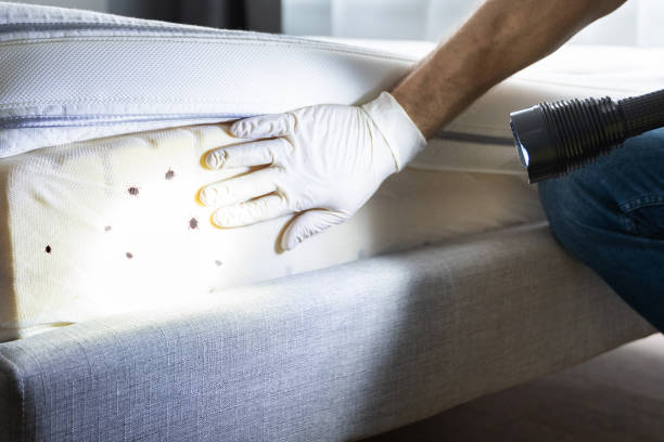 Best Cockroach Control Services  in Katonah, NY